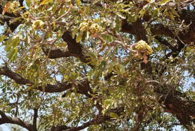 Arbre à karité